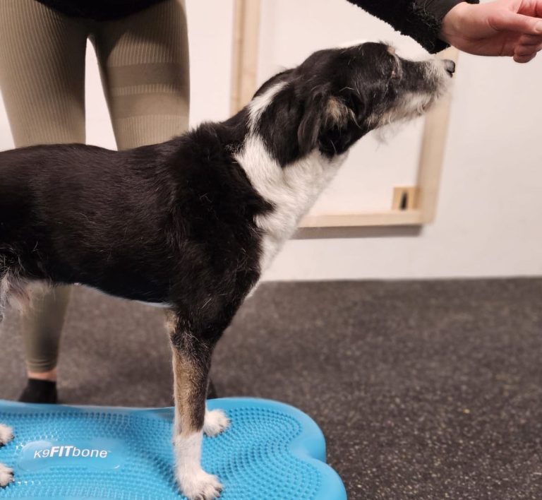 Hund in Bewegung als Beispiel für physiotherapeutische Bewegungstherapie