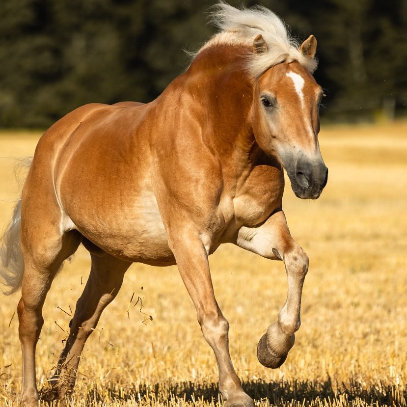Pferd als Symbol für individuelle Pferdephysiotherapie