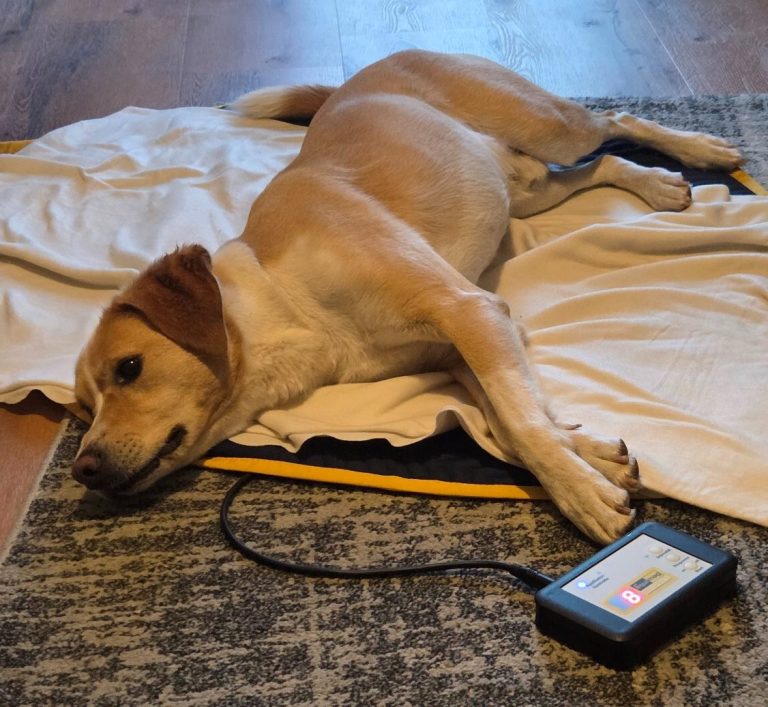 Hund während einer physiotherapeutischen Magnetfeldtherapie