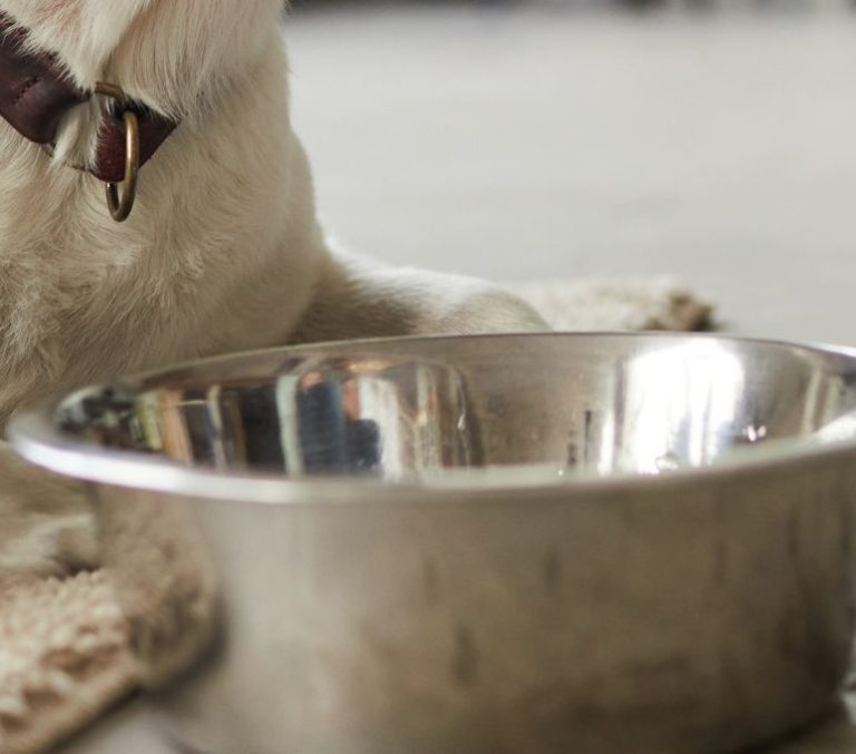 Mischfütterung beim Hund mit verschiedenen individuell abgestimmten Fütterungsformen