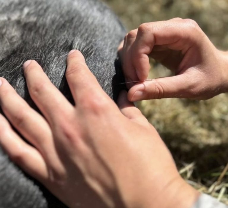 Dry Needling bei einem Hund zur Behandlung muskulärer Triggerpunkte