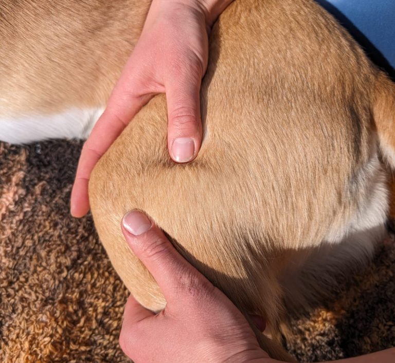Manuelle Therapie bei einem Hund zur Mobilisation des Bewegungsapparates