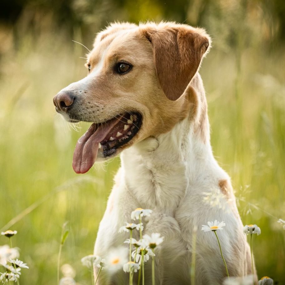 Hund als Symbol für individuelle Hundephysiotherapie und Chiropraktik