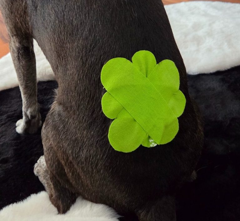 Kinesiologisches Taping bei einem Hund zur ergänzenden physiotherapeutischen Behandlung